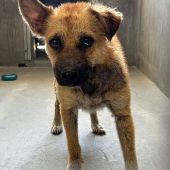 Puff A2290606 -  Terrier and Mixed Breed Dog for Adoption in Los Angeles, California - Puff A2290606 | PetCurious