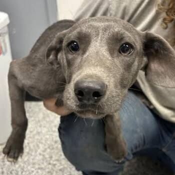 Shayla -  Pit Bull Terrier and Labrador Retriever Dog for Adoption in Birmingham, Alabama - Shayla | PetCurious