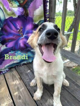 Rescue Anatolian Shepherd and Great Pyrenees Dogs for Adoption in Spring, Texas - Puppy Brandy (male) | PetCurious