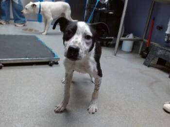 Pit Bull Terrier and Mixed Breed Dogs Available for Adoption in Albuquerque, New Mexico - FLASH | PetCurious