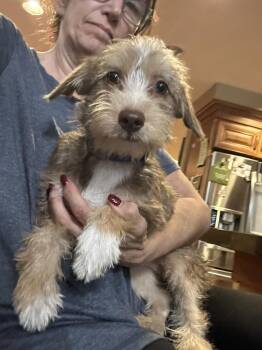 Yorkshire Terrier and Schnauzer Dogs Available for Adoption in San Diego, California - Ducky | PetCurious