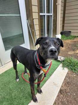 Charlie -  Mixed Breed Dog for Adoption in Sevierville, Tennessee - Charlie | PetCurious