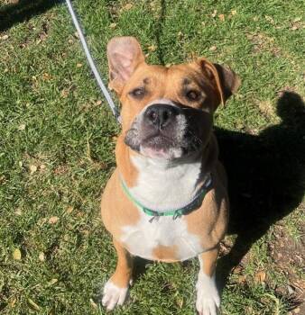 Pit Bull Terrier Dogs Available for Adoption - Aphrodite | PetCurious