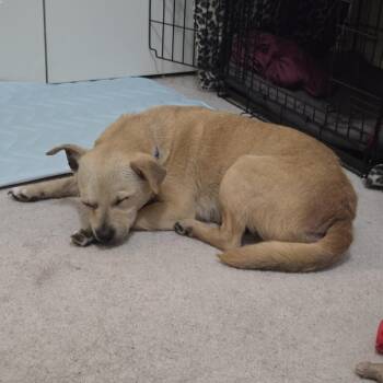 Mixed Breed and Chihuahua Dogs Available for Adoption in Raleigh, North Carolina - Valeria | PetCurious