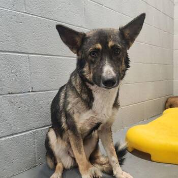 Lulibee -  Shepherd Dog for Adoption in Kingman, Arizona - Lulibee | PetCurious
