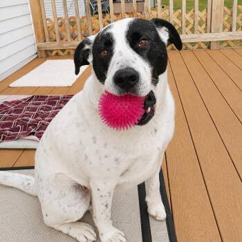 Terrier Dogs Available for Adoption in Shakopee, Minnesota - Tank | PetCurious