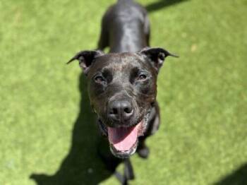 LUNA BEAR -  Mixed Breed Dog for Adoption in St. Cloud, Florida - LUNA BEAR | PetCurious