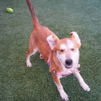 Candy Corn -  Australian Cattle Dog Blue Heeler Dog for Adoption in Jackson, Wyoming - Candy Corn | PetCurious