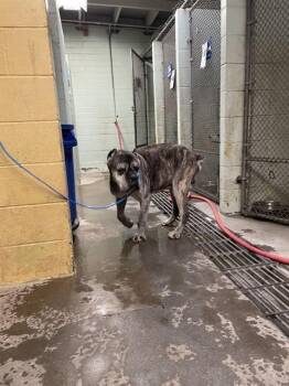 Cane Corso Dogs Available for Adoption - AMARI | PetCurious