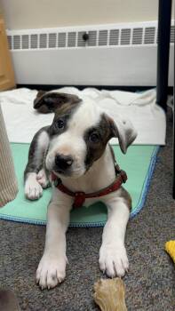 Pit Bull Terrier and Mixed Breed Dogs Available for Adoption in Fort Collins, Colorado - Encyclopedia Brown | PetCurious