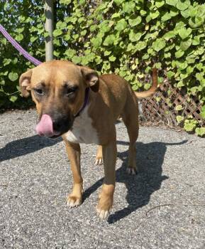Carole -  Pit Bull Terrier Dog for Adoption in Mobile, Alabama - Carole | PetCurious