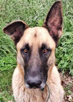 Belgian Shepherd Malinois and German Shepherd Dog Dogs Available for Adoption in Boerne, Texas - Rancher | PetCurious