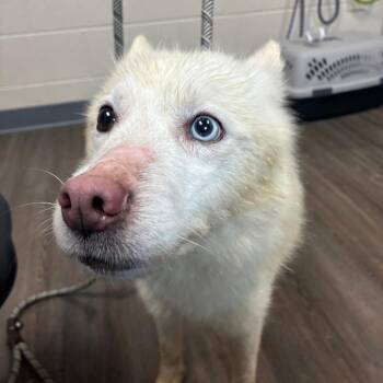 Azura -  Mixed Breed Dog for Adoption - Azura | PetCurious