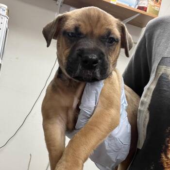 Bernard -  English Bulldog and Mixed Breed Dog for Adoption in Parrish, Alabama - Bernard | PetCurious