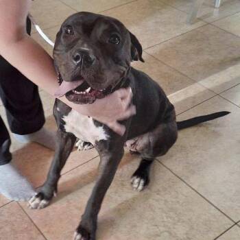 Roseanne A1434219 -  Pit Bull Terrier Dog for Adoption in Las Vegas, Nevada - Roseanne A1434219 | PetCurious
