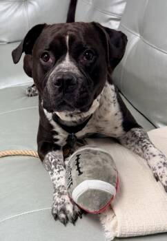 Mixed Breed Dogs Available for Adoption in Cincinnati, Ohio - Beefcake | PetCurious