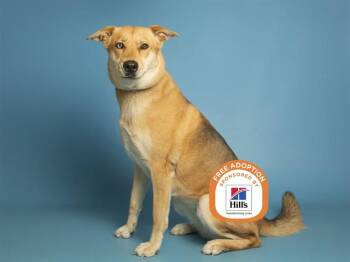 German Shepherd Dog and Siberian Husky Dogs Available for Adoption - NENA | PetCurious