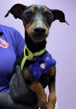 Miniature Pinscher and Mixed Breed Dogs Available for Adoption in El Paso, Texas - 60842010 | PetCurious