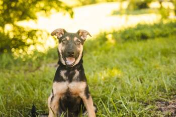 Grant-Transport -  Mixed Breed Dog for Adoption in Gradyville, Kentucky - Grant-Transport | PetCurious