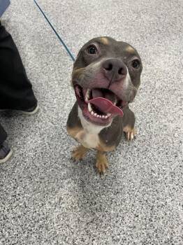 GNOCCHI -  Mixed Breed Dog for Adoption in Palmetto, Florida - GNOCCHI | PetCurious