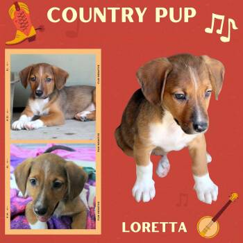 Loretta (Puppy) -  Hound Dog for Adoption in Lindsay, California - Loretta (Puppy) | PetCurious