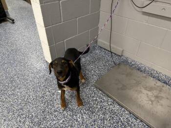 SANDY -  Doberman Pinscher and Mixed Breed Dog for Adoption in Thousand Palms, California - SANDY | PetCurious