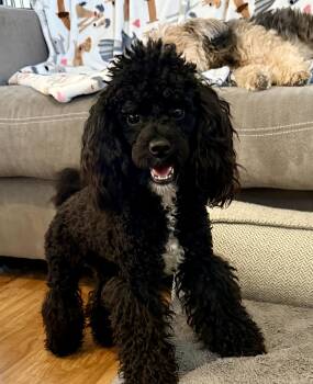 Cleo -  Miniature Poodle Dog for Adoption in Orland Park, Illinois - Cleo | PetCurious