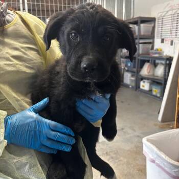Mixed Breed Dogs Available for Adoption in Moab, Utah - Plump | PetCurious