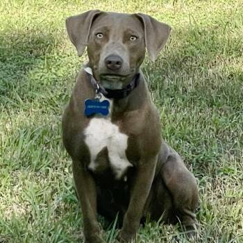 Misty Dawn -  Weimaraner and Italian Greyhound Dog for Adoption in New Orleans, Louisiana - Misty Dawn | PetCurious