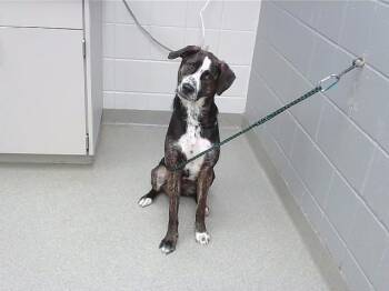 SHANIA -  Labrador Retriever and Mixed Breed Dog for Adoption in Omaha, Nebraska - SHANIA | PetCurious