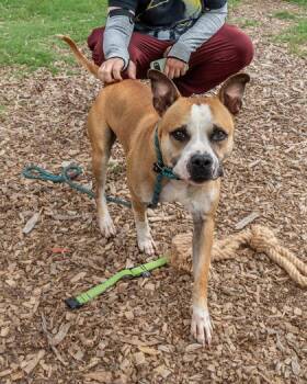 Chex -  Mixed Breed Dog for Adoption in Chamblee, Georgia - Chex | PetCurious