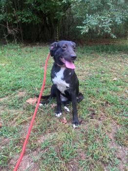 Rescue Black Labrador Retriever Dogs for Adoption in Judsonia, Arkansas - Maggie | PetCurious