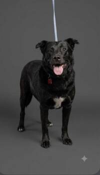 ANDRES -  Mixed Breed Dog for Adoption in Jacksonville, Florida - ANDRES | PetCurious