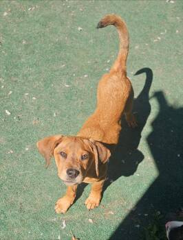 ROSE -  Hound Dog for Adoption in Holbrook, New York - ROSE | PetCurious