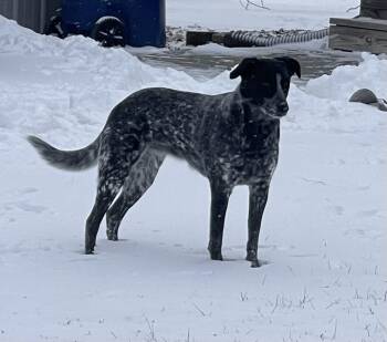 Australian Cattle Dog Blue Heeler and Border Collie Dogs Available for Adoption - Biscuit | PetCurious
