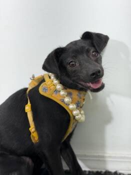 Chihuahua and Mixed Breed Dogs Available for Adoption in Carlsbad, California - Alison-One Of Our Amazing Rescue Dogs | PetCurious