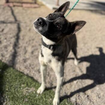 LUCKY -  Pit Bull Terrier and Mixed Breed Dog for Adoption in Bullhead City, Arizona - LUCKY | PetCurious