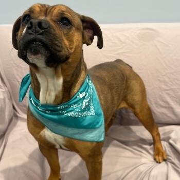 Bulldog Dogs Available for Adoption - Cupcake  | PetCurious