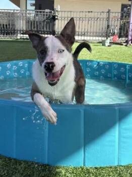 Cadence* -  Catahoula Leopard Dog and Mixed Breed Dog for Adoption in El Paso, Texas - Cadence* | PetCurious