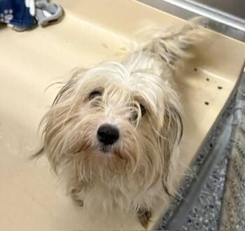 Cloud -  Maltese Dog for Adoption in Burgaw, North Carolina - Cloud | PetCurious