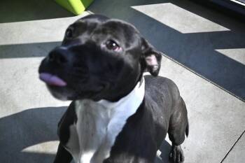 ELLIE MAY -  Pit Bull Terrier Dog for Adoption in Decatur, Illinois - ELLIE MAY | PetCurious