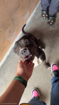 Sniffers -  Pit Bull Terrier Dog for Adoption in Las Vegas, New Mexico - Sniffers | PetCurious