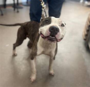Mixed Breed Dogs Available for Adoption in Dallas, Texas - GUNTHER | PetCurious