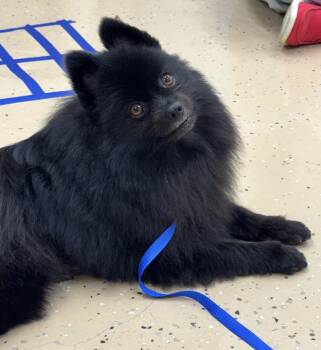 Pomeranian Dogs Available for Adoption in Maineville, Ohio - Rafa | PetCurious