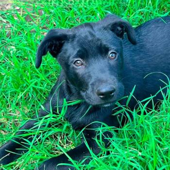 Black Labrador Retriever Dogs Available for Adoption in Austin, Texas - Bryan WH | PetCurious