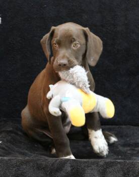 Gail -  German Shorthaired Pointer Dog for Adoption in Portage, Wisconsin - Gail | PetCurious