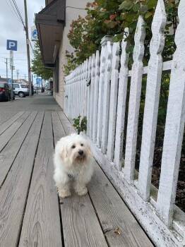 Gina -  Bichon Frise Dog for Adoption in Richmond, British Columbia - Gina | PetCurious