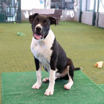 Marco -  Labrador Retriever and Mixed Breed Dog for Adoption in Pasadena, California - Marco | PetCurious