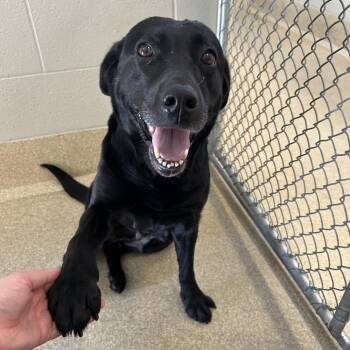 Elowyn -  Black Labrador Retriever Dog for Adoption in Bristol, Indiana - Elowyn | PetCurious