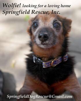 Miniature Pinscher Dogs Available for Adoption - WOLFIE - Love Bug - Was Left Alone Broken ... Now A Sweetie Snug | PetCurious